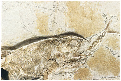UIrfisch