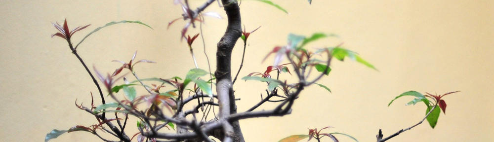 Seniorenbeirat Nördlingen